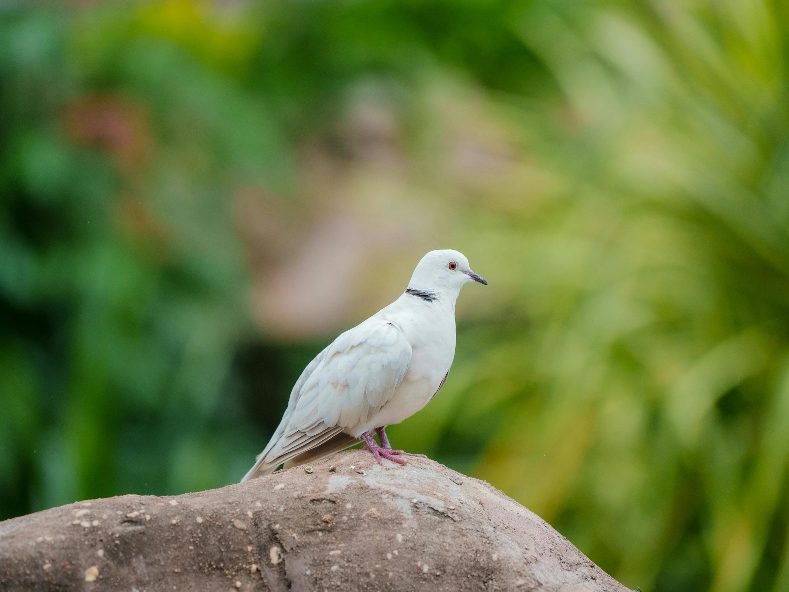 Colombe paix tatouage symbolique design