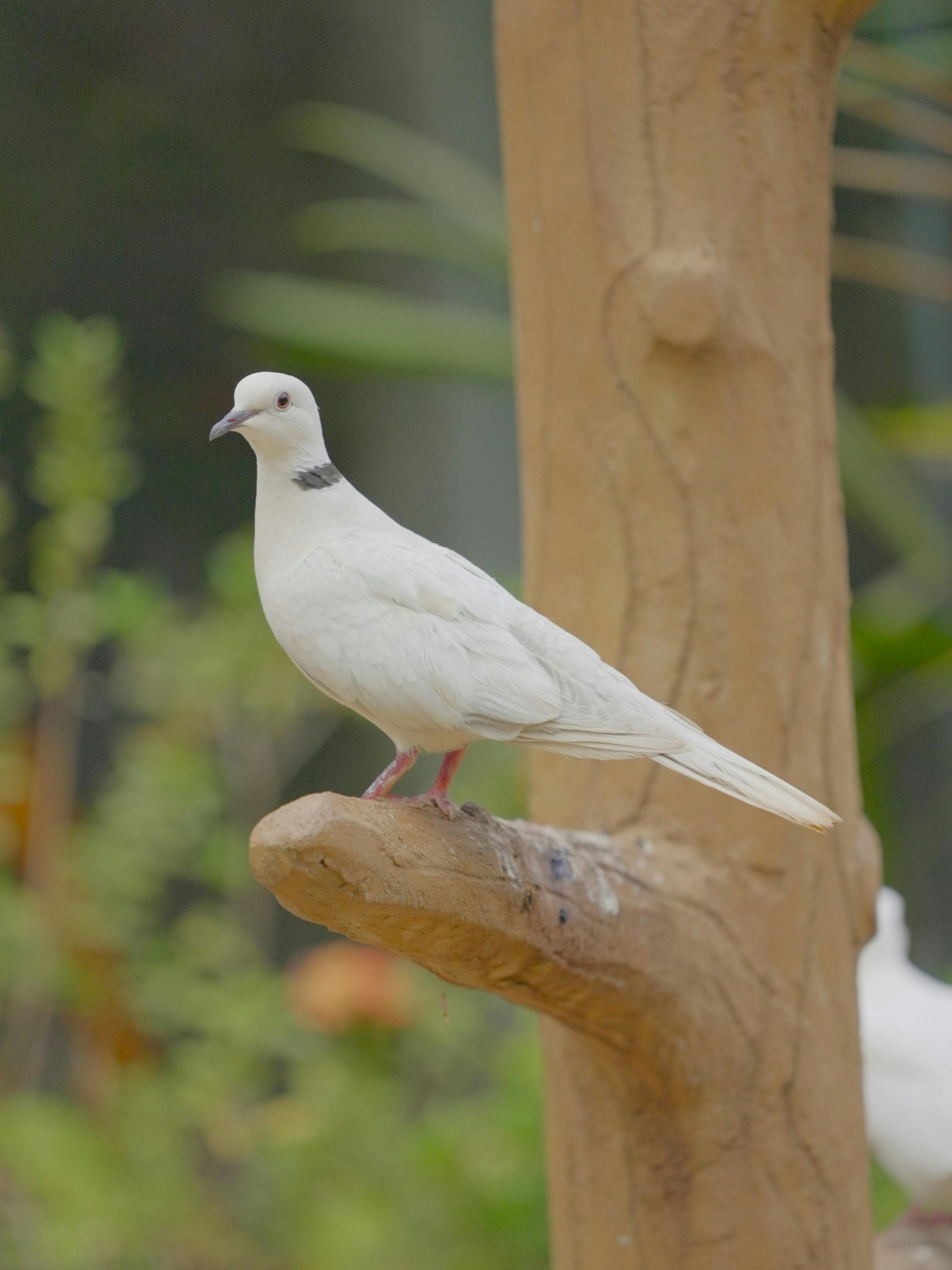 Colombe tatouage paix signification design