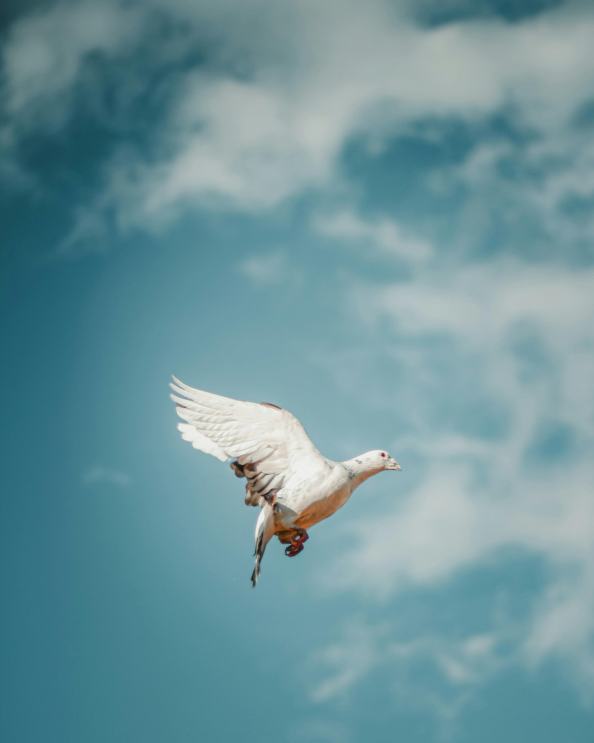A serene image of a white dove flying in a clear blue sky, symbolizing peace and freedom. Image sereine d'une colombe blanche volant dans un ciel bleu clair, symbolisant la paix et la liberté.