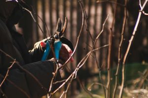 Jardinier utilisant des sécateurs sur des arbustes en automne avec la lumière du soleil qui filtre.