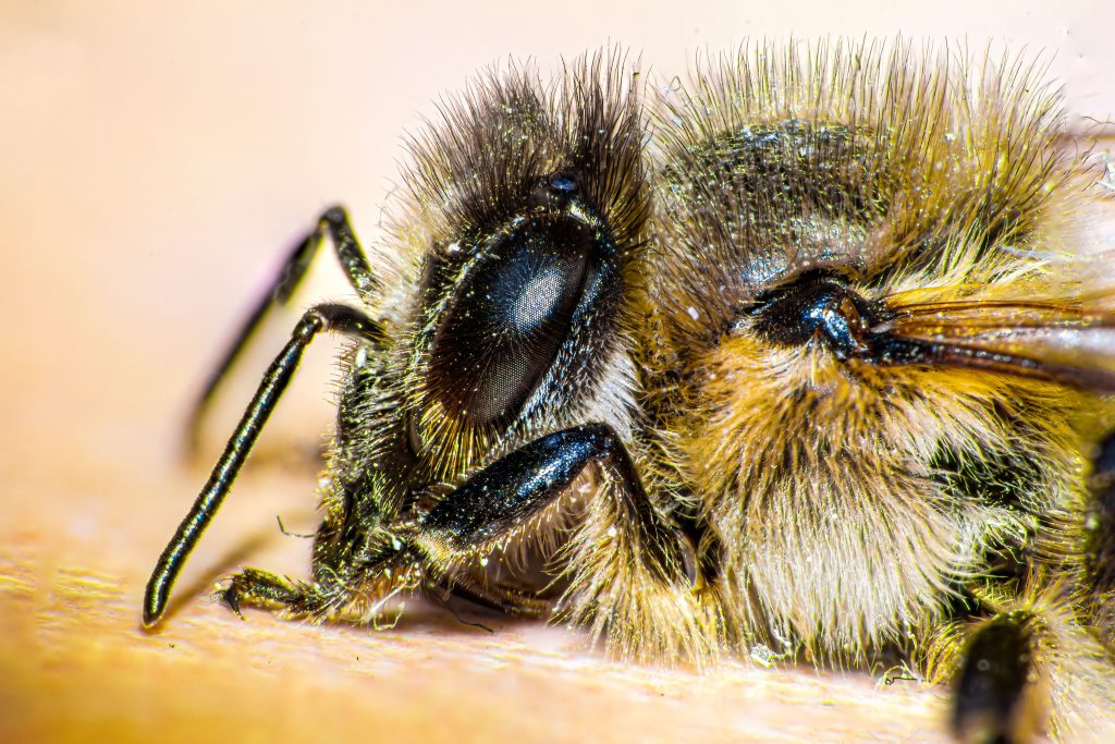 Macro shot of a bee showcasing detailed features, captured in Bursa, Turkey. Gros plan macro d'une abeille mettant en évidence les détails, capturé à Bursa, Turquie.