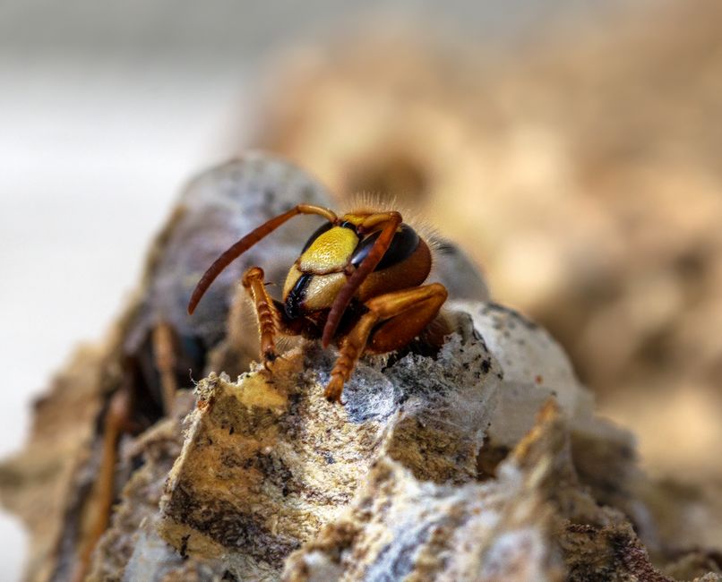 Frelon au repos sur un nid naturel